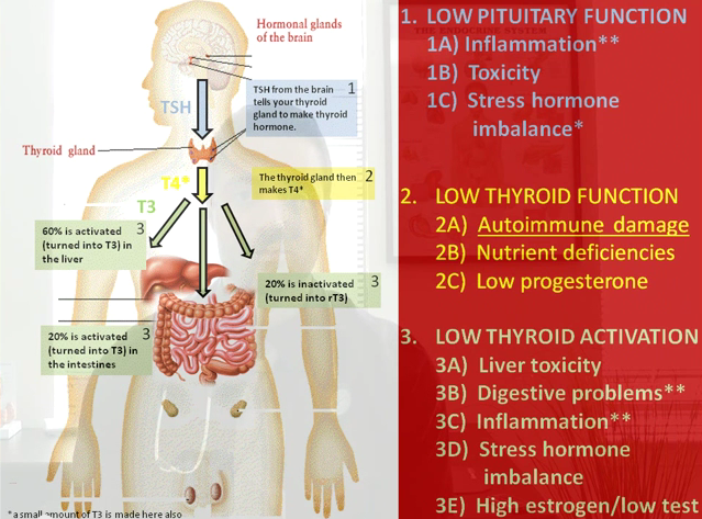 Causes Of Thyroid Dysfunction Dr Michael Ruscio
