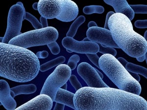 Is Feeding Your Microbiota a Bad Idea? - microbiota