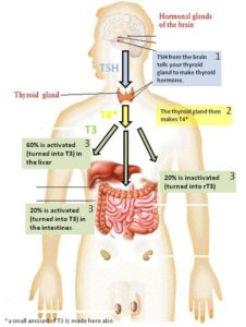 Thyroid – Do You Have A Problem? Functions, Signs & Symptoms.