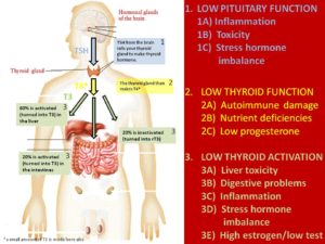 Understanding the Causes of Thyroid Dysfunction (overview)