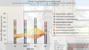 Resistant Starch, Low Carb and Your Gut Flora