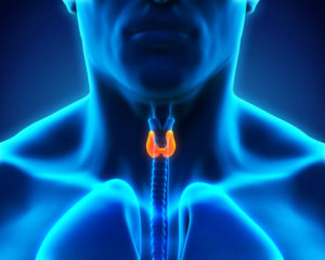 Fix Your Thyroid by Fixing Your Gut