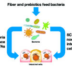 FOODS AND COMPOUNDS THAT FEED GUT BACTERIA
