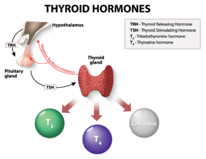 Thyroid Hormone Infographic