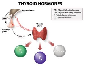 Thyroid Hormone Infographic