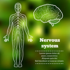 nervous system