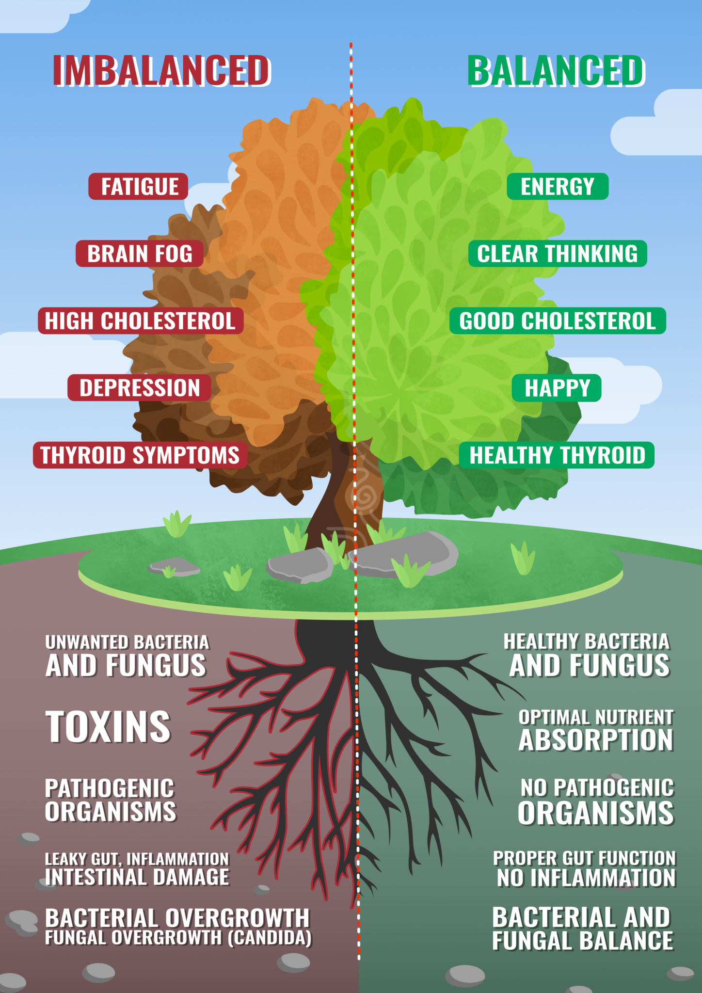How Long Does It Take For Probiotics To Start Working?