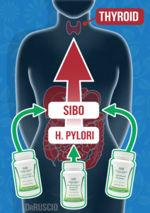 Probiotics SEO Thyroid Sibo H. Pylori