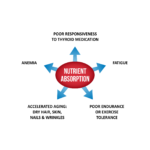 Probiotics - Nutrient Absorption