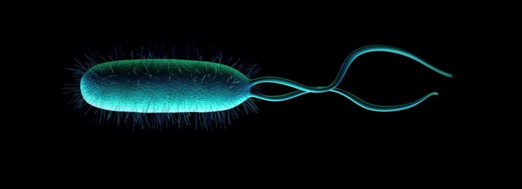 H Pylori Probiotics: Helicobacter Pylori bacterium micro shot