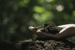 Here’s the Dirt on Soil-Based Probiotics