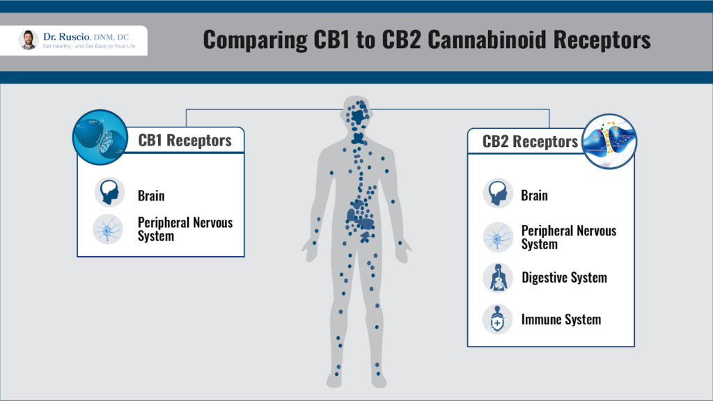 Comparing CB1 to CB2 Cannaboids Receptors
