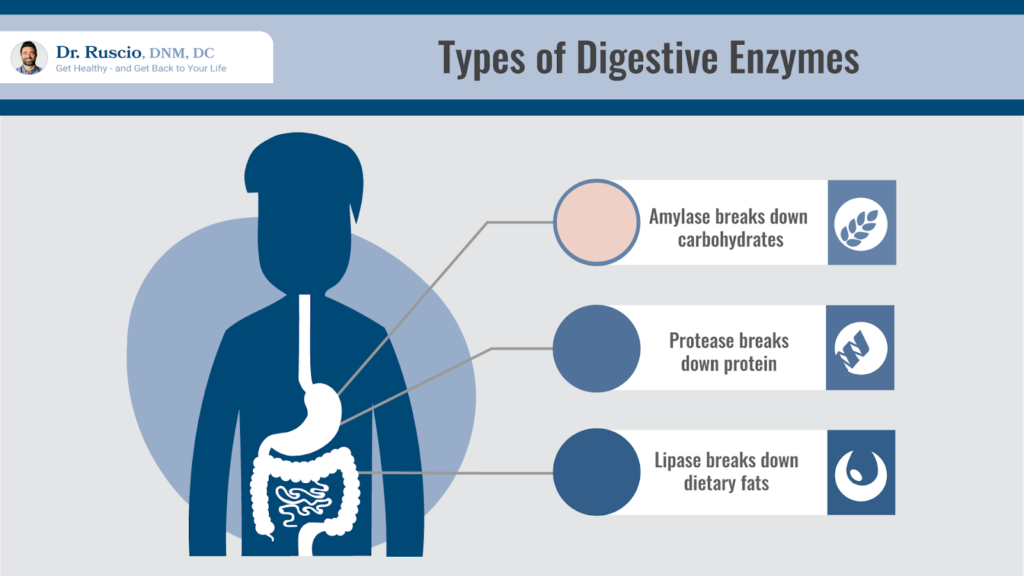 Illustration of different types of enzymes