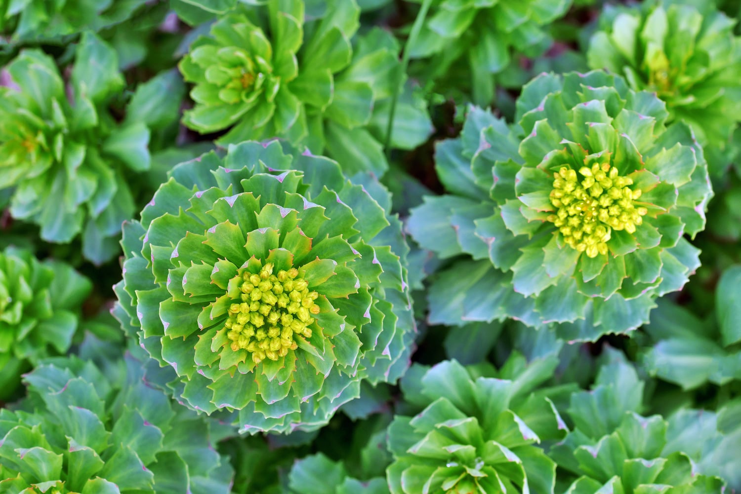Top view image of Rhodiola Rosea medicinal plant