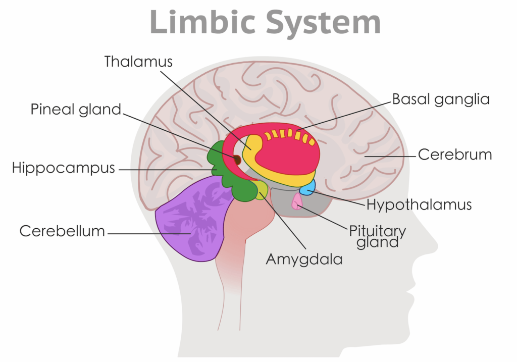 neuroplasticity healing: Limbic system diagram