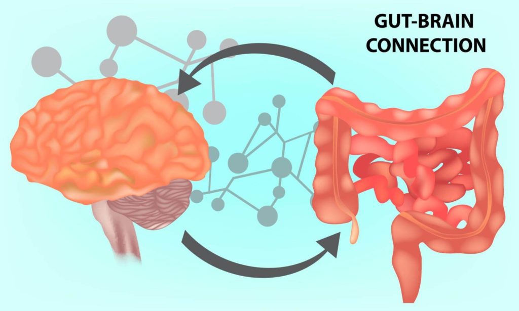 supplements for brain health: Illustration of gut and brain connection