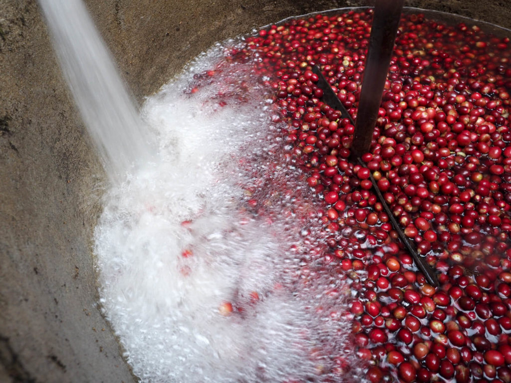Mycotoxins in coffee: ripe coffee cherries