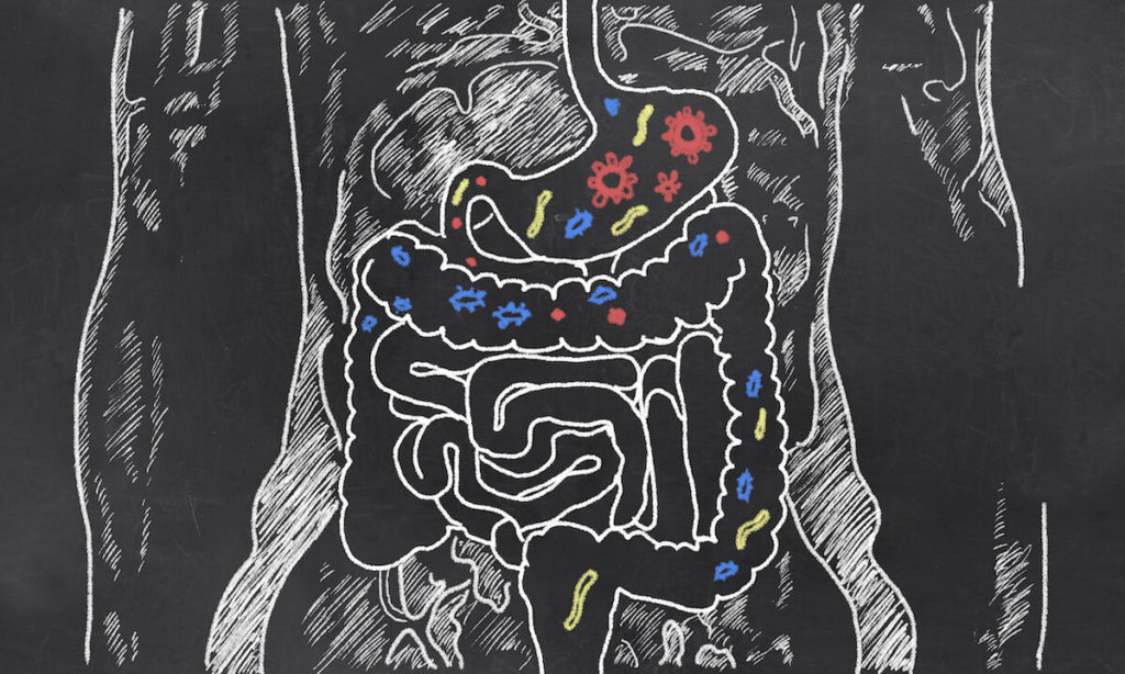 Prebiotic foods: gut bacteria illustration