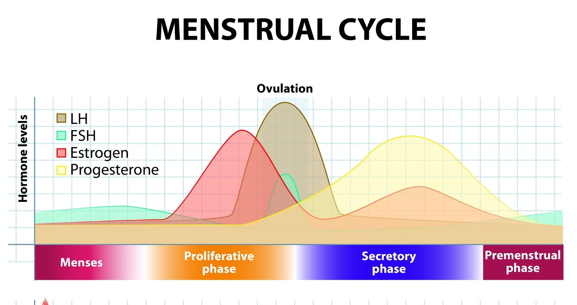 What To Eat on Your Period To Help Balance Your Hormones