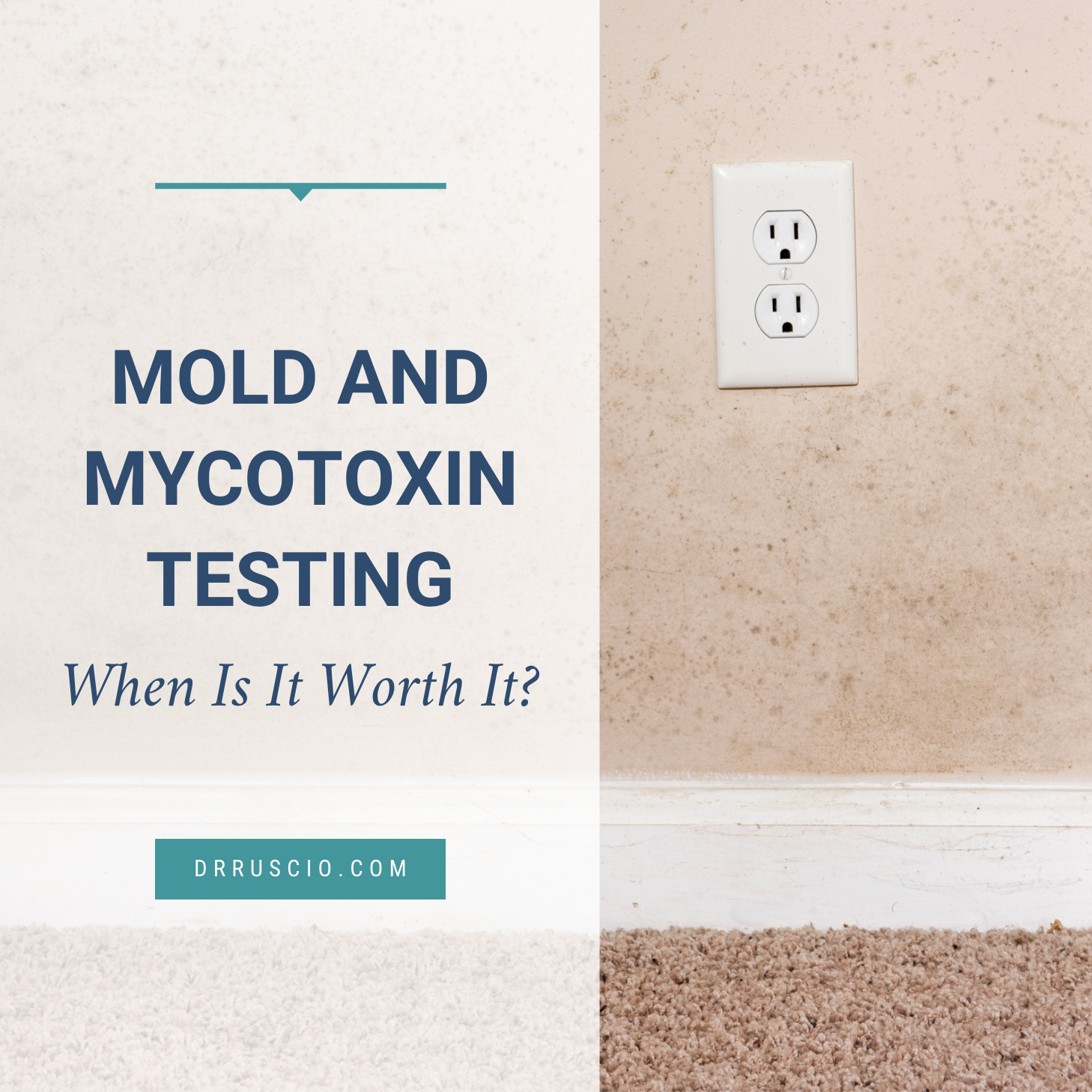 Mold and Mycotoxin Testing: When Is It Worth It?