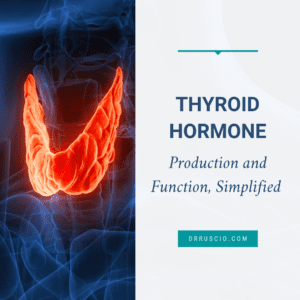 Thyroid Hormone Production and Function, Simplified